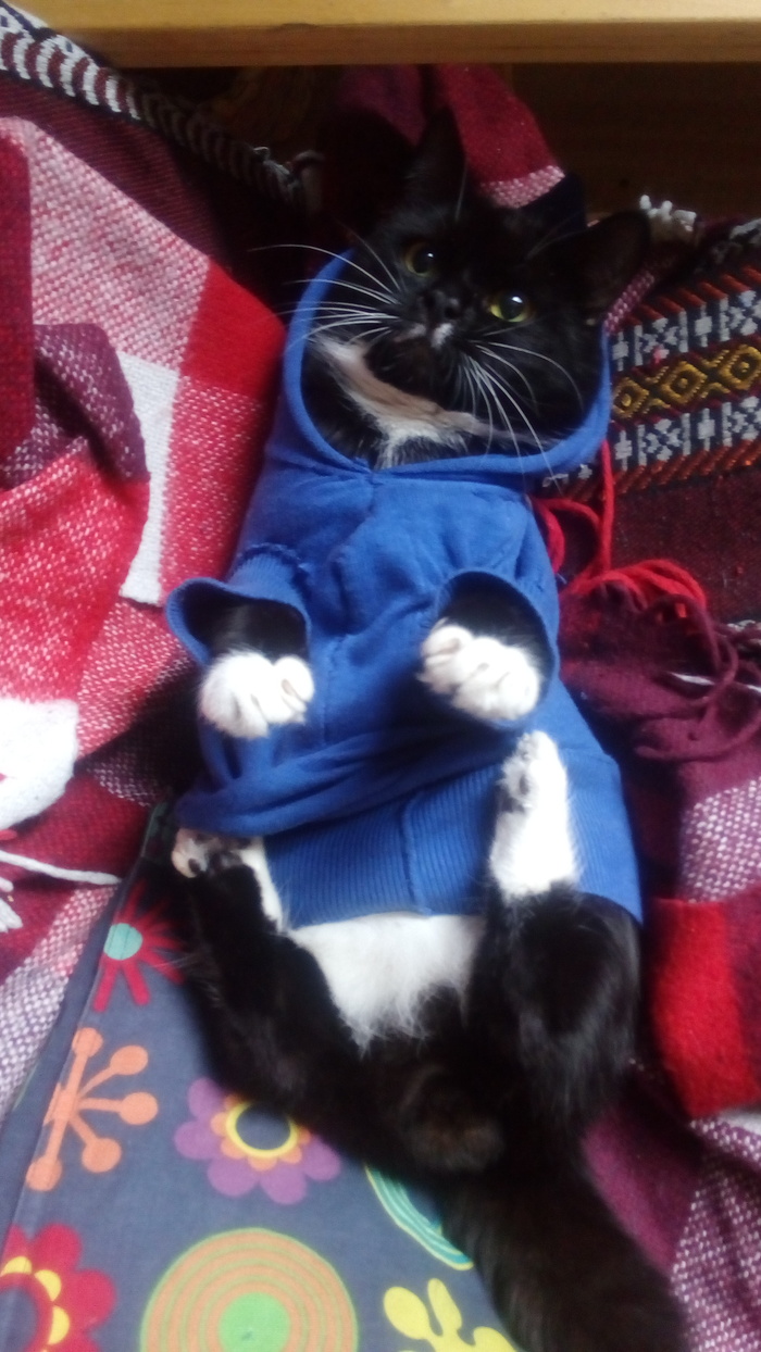 Kitten is getting ready for autumn - My, Kai Yara, cat, Milota, Clothes for animals, Longpost