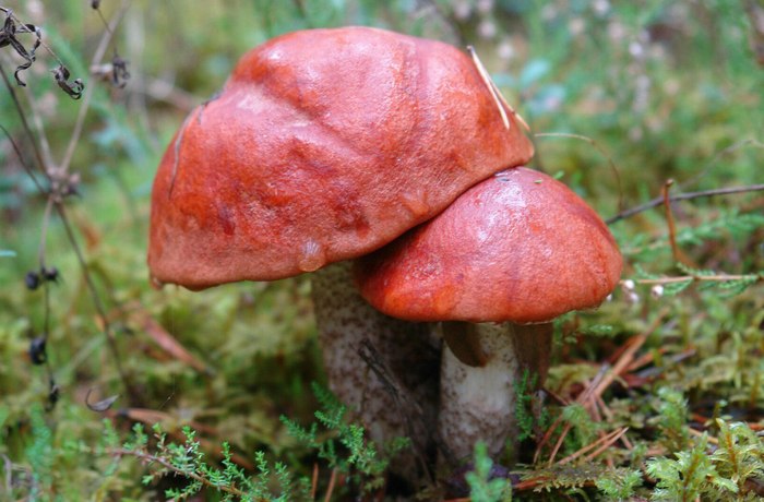 Mushrooms - Mushrooms, 