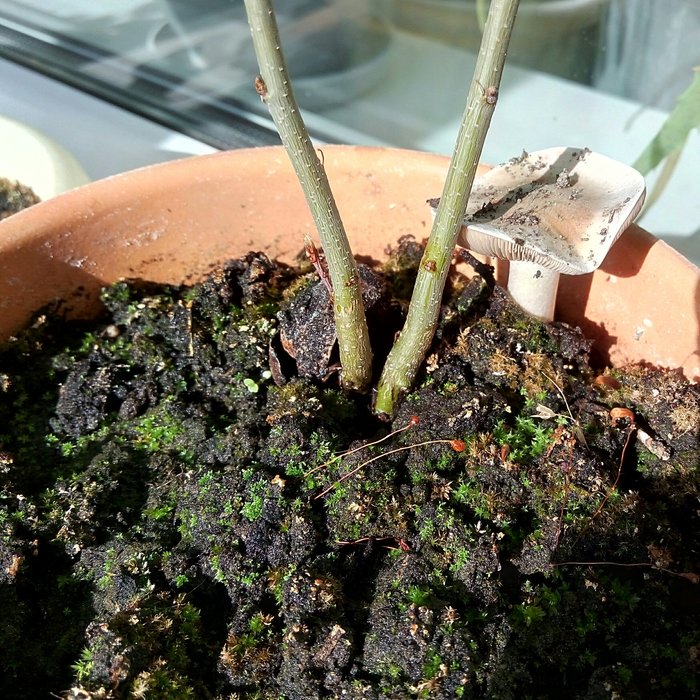 Where is this from anyway? Mushroom in a pot with a two-year-old oak... - My, Mushrooms, Oak, Pots