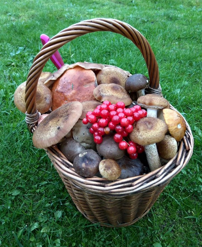 Assorted mushrooms. - My, Forest, Clean forest, Honey mushrooms, Boletus, Boletus, Silent hunt, Mushrooms, 