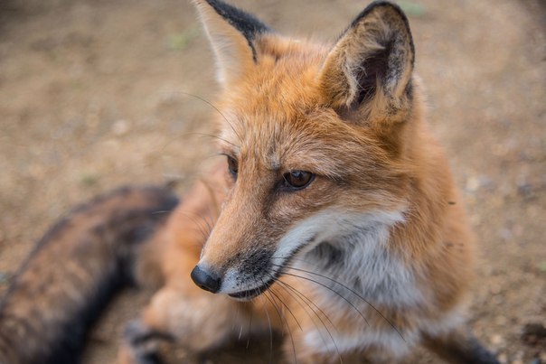 Dear fox Rufus! - Fox, Longpost, Children