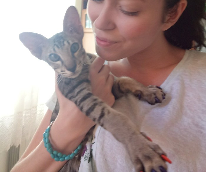 1506065246189619157 ориентальный кот в хорошие руки