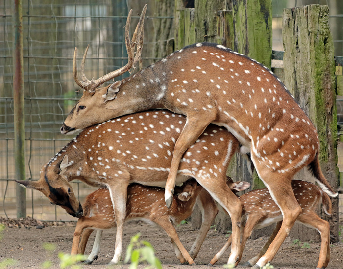 What's going on here?))) - Animals, Deer, Mammals, Pairing, Feeding, Deer