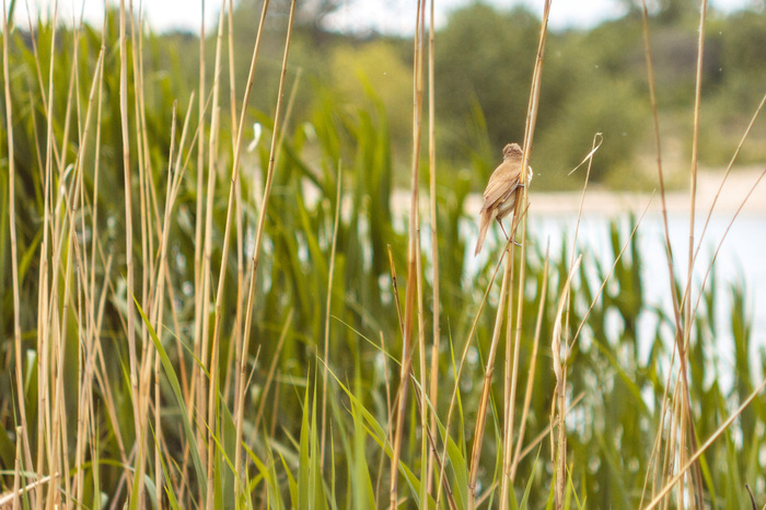 Bird - My, Canon, Helios, Birds, Helios