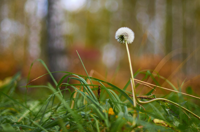 Last man standing - My, Dandelion, Autumn, Siberia, September, Nature, Forest