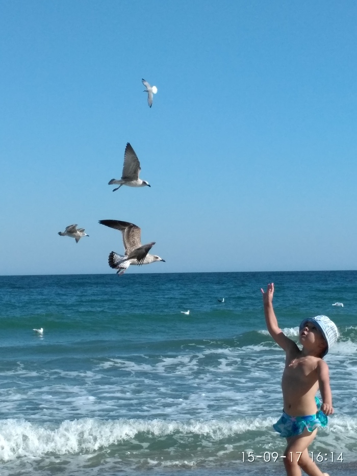 Summer! - My, Summer, Sea, Seagulls, Cormorants, Relaxation, Longpost, Children