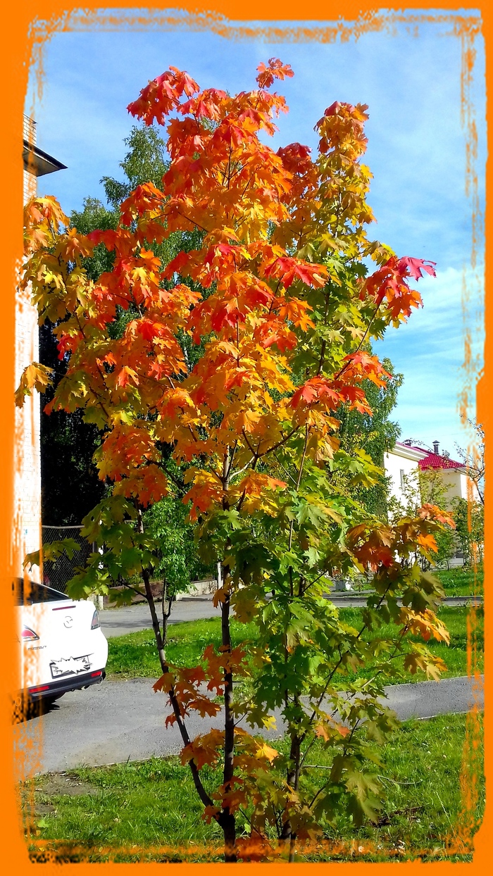 Autumn quatrain - My, Autumn, , Poems, Saturday, The photo, Longpost