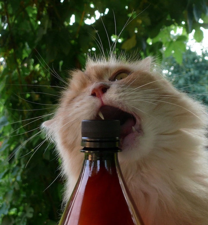 Не смогу открутить, прогрызу!!!