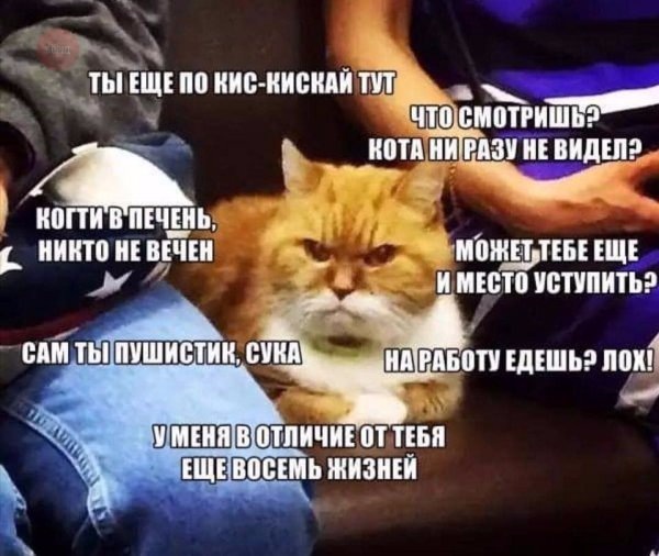 Angry cats - cat, Picture with text