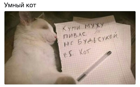 Всем бы такого кота! - Кот, Пиво, Муж, Жена