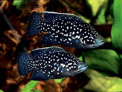 Paratilapia polleni (Paratilapia polleni) - it turns out that there are cichlids in Madagascar - Aquarium, Aquarium, Aquarium fish, Cichlids