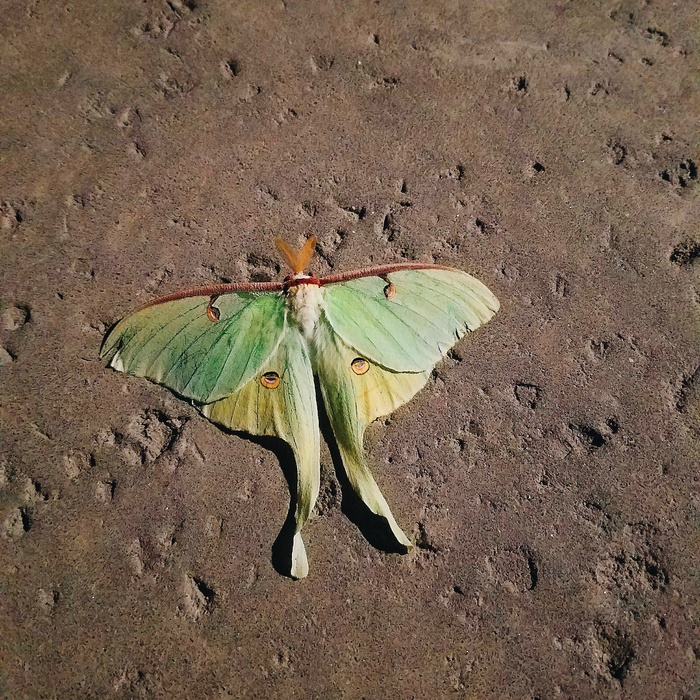 Saturnia moon - My, My, Butterfly, Saturnia moon