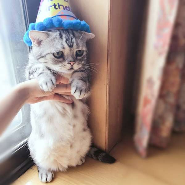 Luhu is the saddest cat in the world - Japan, cat, Pet, Pets, Sadness, Muzzle, Eyes, Milota, Longpost, Pet