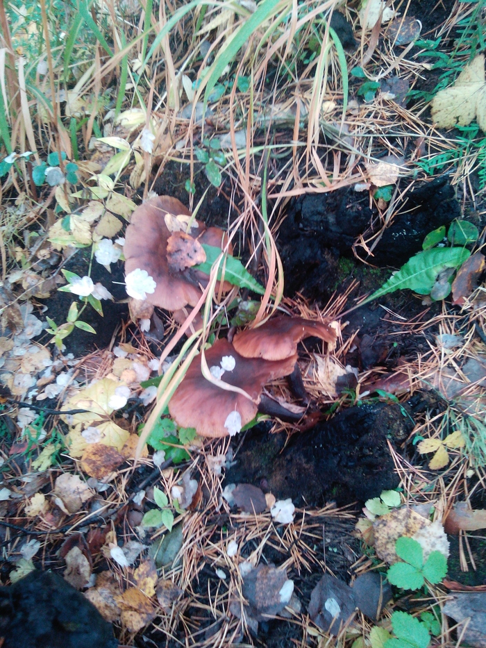 Hats - closing the season - My, Mushrooms, mushroom places, Krasnoyarsk region, Zheleznogorsk, Longpost