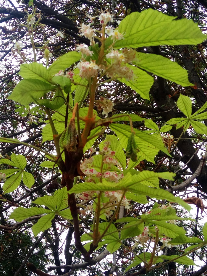 Spring anew or autumn September 23 - My, Chestnut, Autumn, date, Longpost