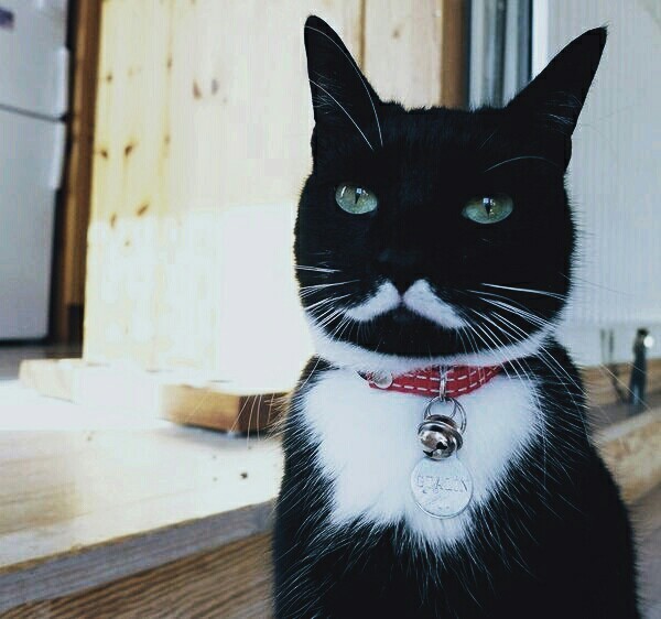 Stalin is alive! - cat, Humor, Milota