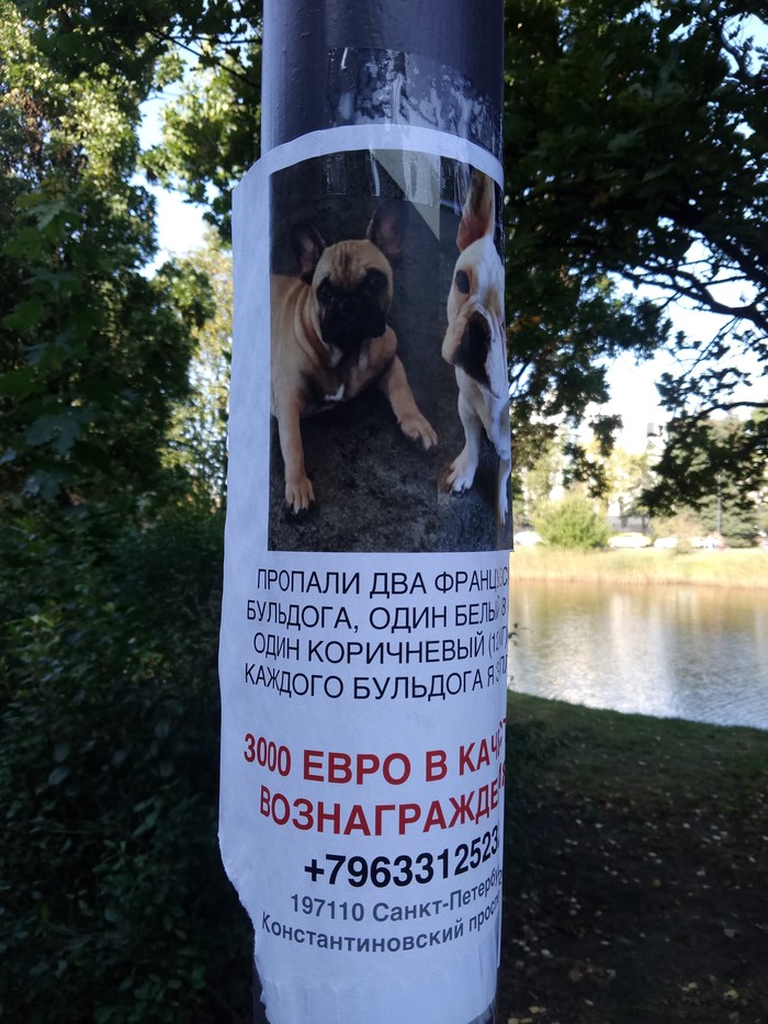 Питер, Крестовский остров. 3000€ за собаку.