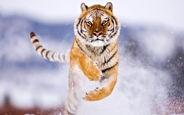 Tiger Day in the Far East! - Tiger Day, Tiger, cat, All good, Protection of Nature