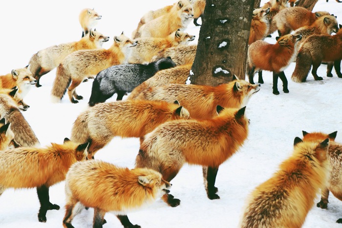 Foxpocalypse - Fox, Fyr, Longpost