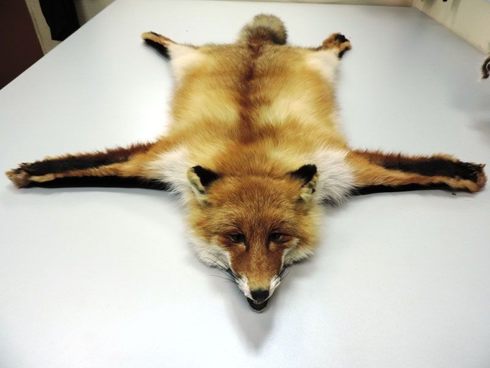 On the wave of posts about foxes)) - Fox, Skin, Tired of