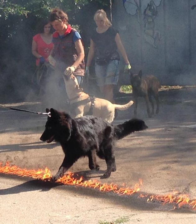 Было - стало, black edition. - Моё, Немецкая овчарка, Щенки, Собака, Выставка, Милота, Длиннопост, Черный, Длинношерстная овчарка