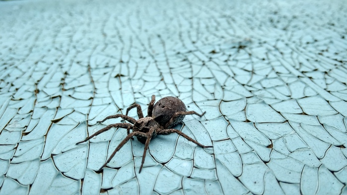 A question for connoisseurs - My, Spider, The photo, Hello reading tags, Arachnophobia, Arachnids, Arachnida, Longpost