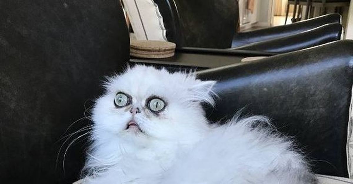 Уставший кот мем