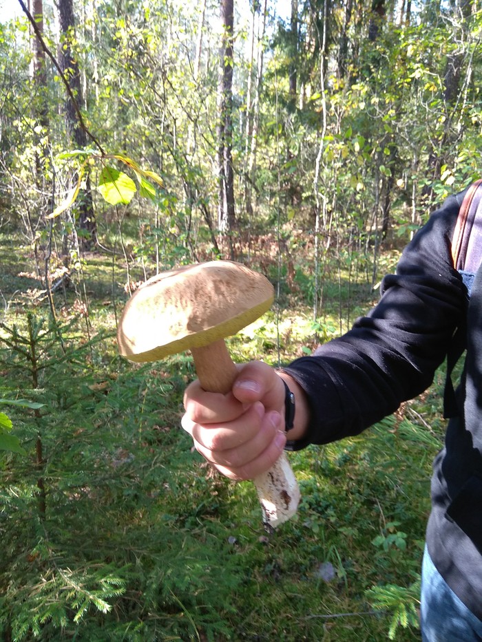 Hello - Mushrooms, Silent hunt