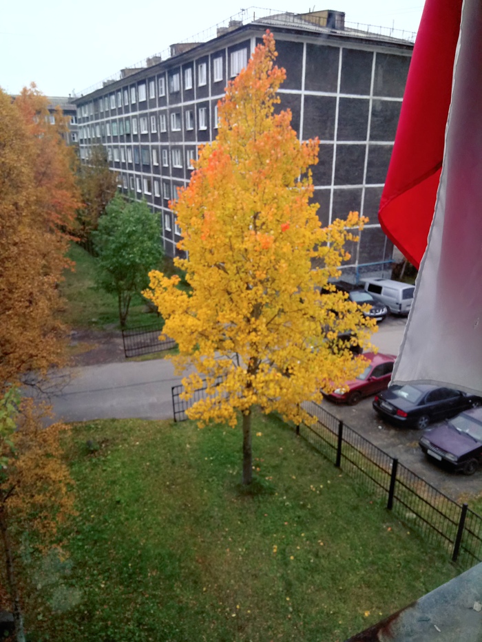 Glowing tree - My, Tree, beauty, Gold, Town