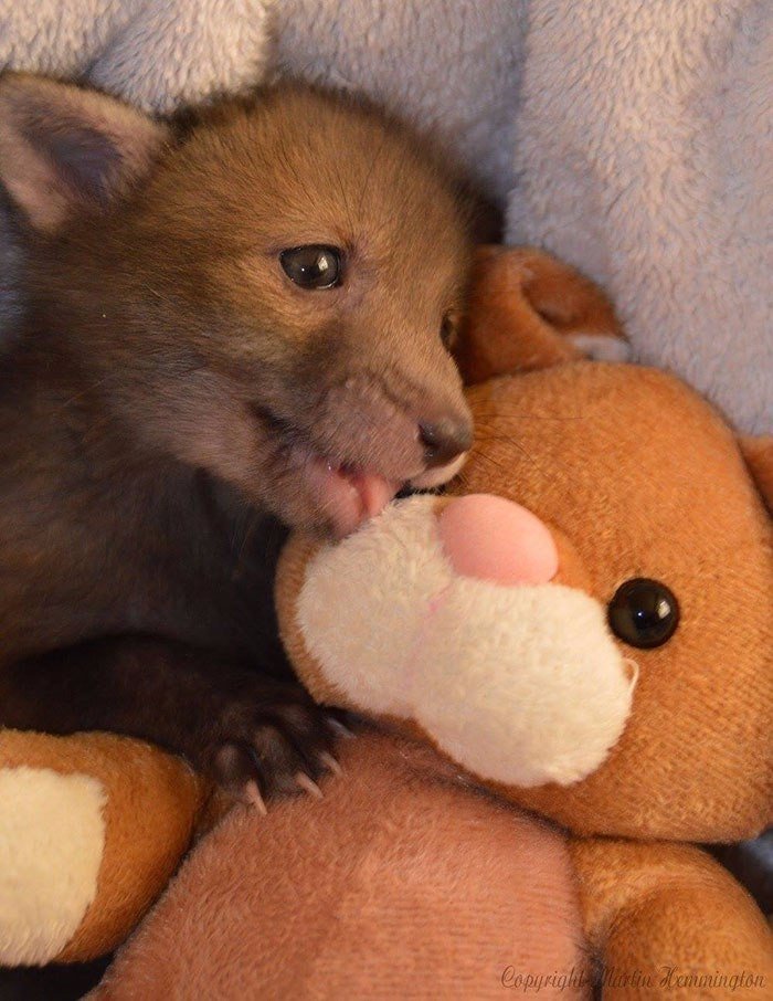 Meet Puggle, the rescued baby fox who can't live without his best friend, the toy bunny. - Milota, Animals, The photo, Young, Longpost, Fox, Fox cubs