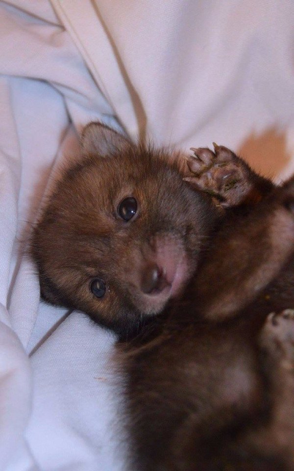 Meet Puggle, the rescued baby fox who can't live without his best friend, the toy bunny. - Milota, Animals, The photo, Young, Longpost, Fox, Fox cubs