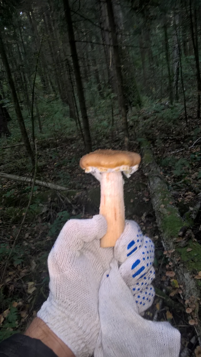 Krupnyak went - My, Mushrooms, 