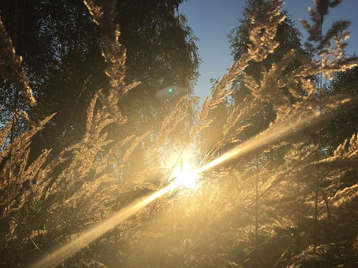 The last sun of Indian summer - Ramenskoe, Shashlik, Autumn, My, The sun, Nature, beauty, The photo