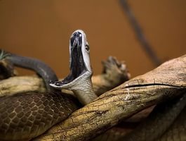 snake chemistry - Mamba, Poisonous animals, Snake, I, take care of yourself, Terrariumistics, Longpost