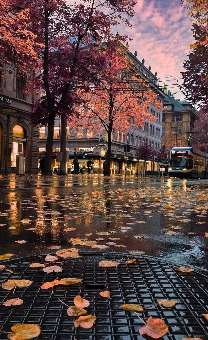Beautiful autumn in Zurich - Autumn, Leaves, Zurich, Switzerland, Tram