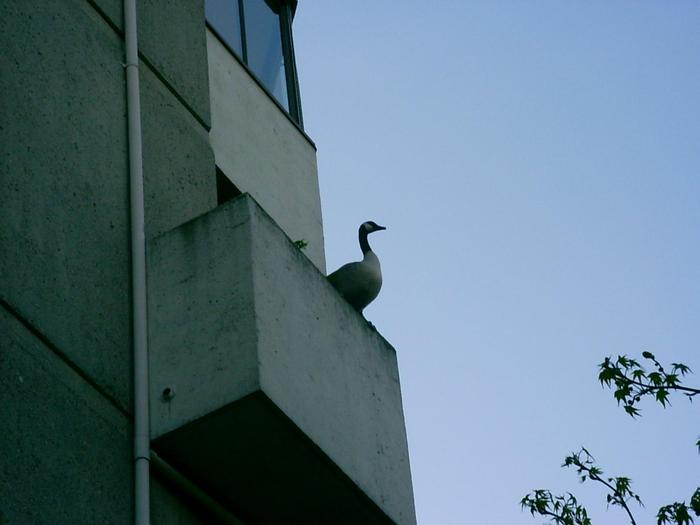 Who thinks pigeons on the balcony are a problem... - My, Гусь, Canada goose, , 