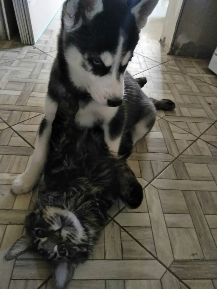 Maine Coon and Husky - Dog, cat, Cats and dogs together, My, Friends