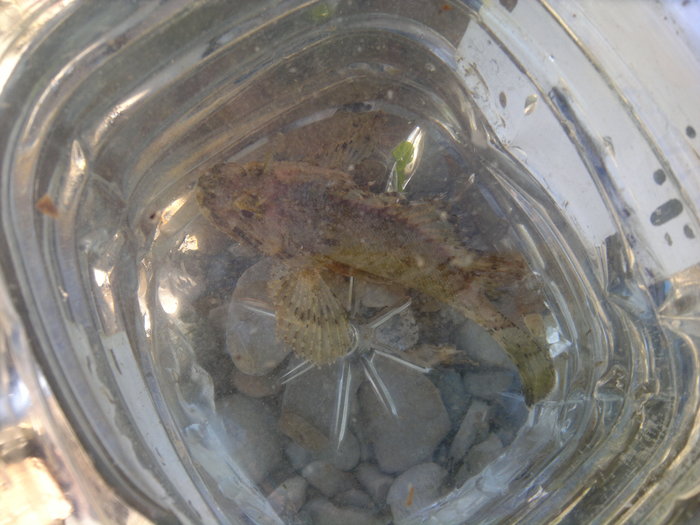 Rescue of the Black Sea scorpionfish - My, Ruff, Scorpion, , Black Sea Scorpion, A fish, Crimea, Feodosia, Black Sea, Video, Longpost