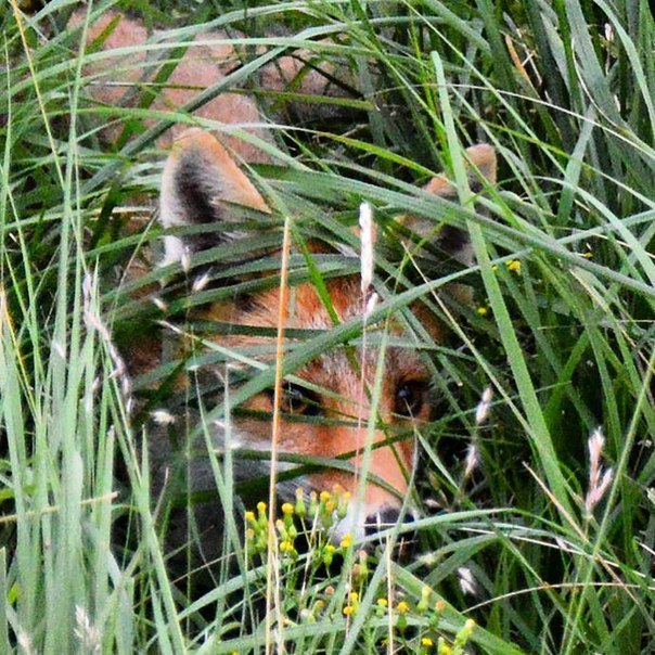 In ambush - Fox, Fyr, Grass, Predator, Animals, Predatory animals