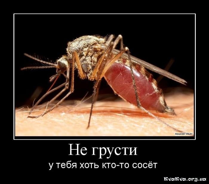 Why do flies under a chandelier fly not in a circular path, but in a square one? - Question, Муха, Facts, Humor, Longpost