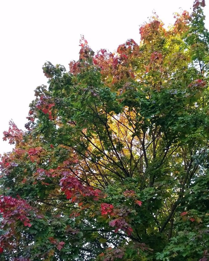 All the colors of autumn - My, Walk, Morning, Autumn, Bitsevsky Park, The photo, My, Longpost