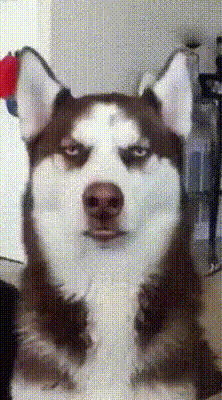 My usual morning state - Husky, GIF, State, Dream, Dog