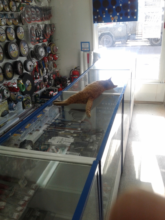 I went to the store to buy self-tapping screws, and the seller was sleeping ... - cat, Impudence, 