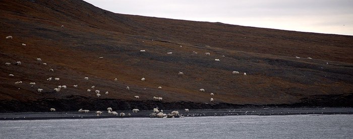 На острове Врангеля более 200 белых медведей пришли кушать труп гренландского кита остров Врангеля, белый медведь, белые медведи, Обед, длиннопост