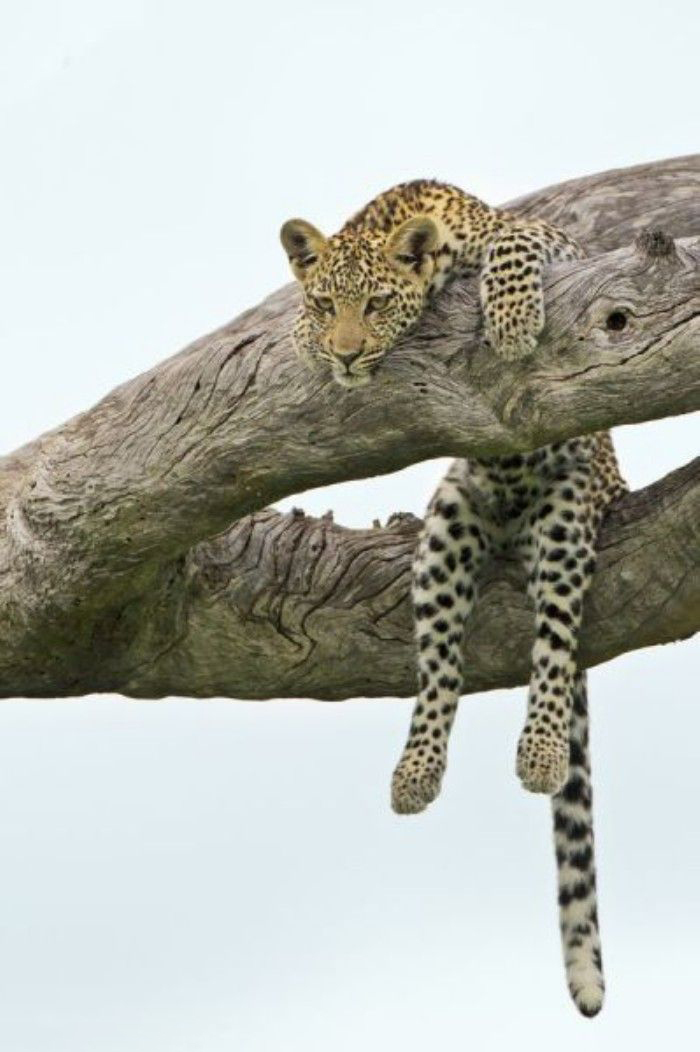 Ready to watch In the Animal World - Cat family, Leopard, Tree, Pose, Seat