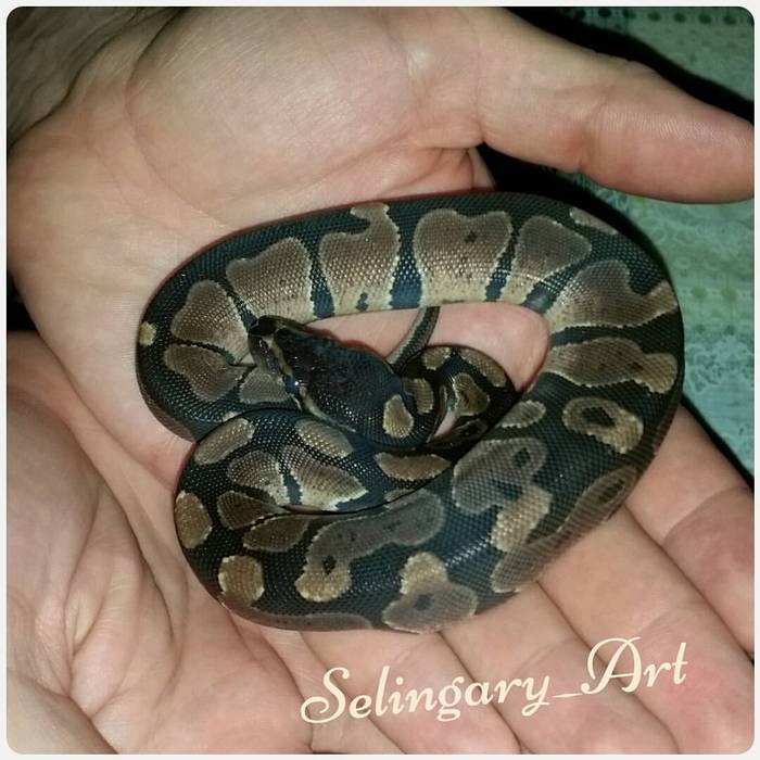 About the snake Osenka, part 1. - My, fur farm, Royal python, Snake, Pet, The photo, Pithon regius, Exotic animals, My, Longpost, Pets