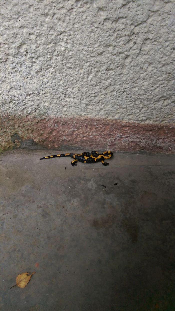 A wonderful neighbor settled in our house - fire salamander, Salamander, Neighbours, Milota, Hello reading tags