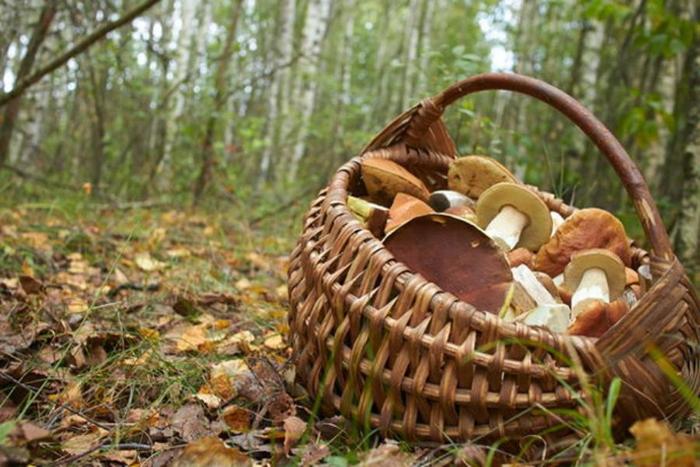 Mushroom history)) - Mushrooms, 