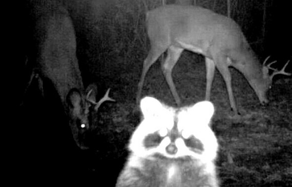 Wild animals caught in a camera trap are so cute - My, wildlife, Humor, Animals