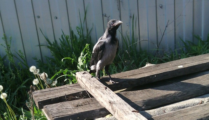 Fallen from a tree - My, Crow, Animals, 